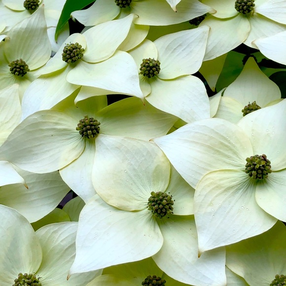 Meet your Posher, Anna - Picture 1 of 1